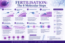 Fertilisation: The 8 Molecular Steps